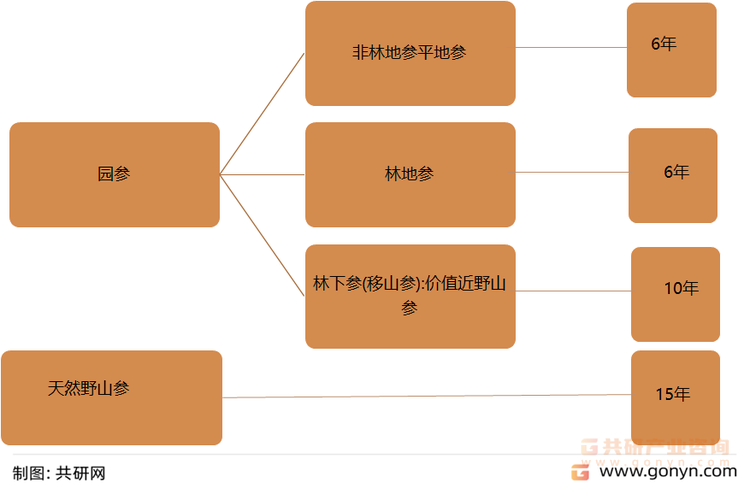 人参分类——以种植方式