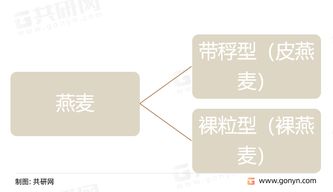 燕麦分类