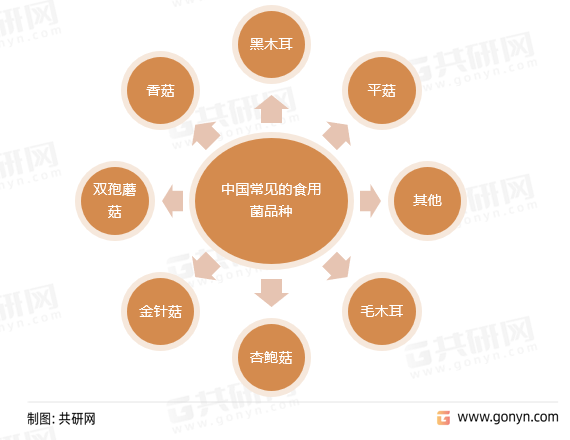 中国常见的食用菌品种