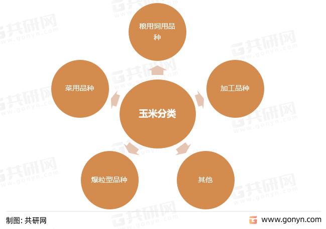 玉米分类
