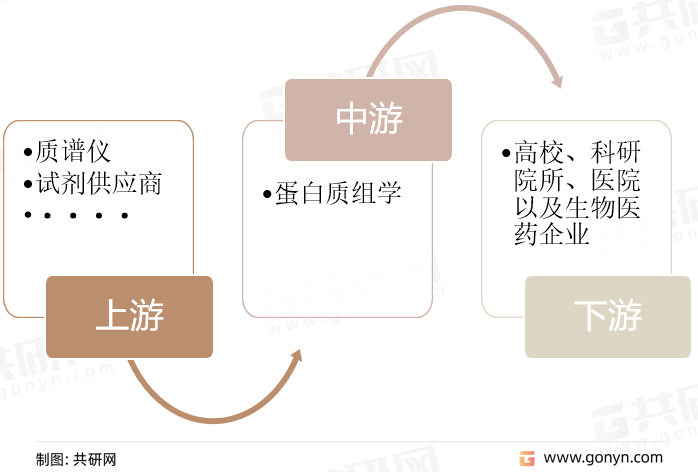 蛋白质组学产业链结构