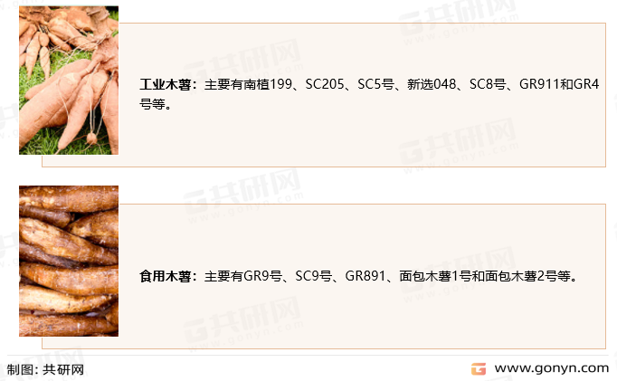广西木薯主栽品种