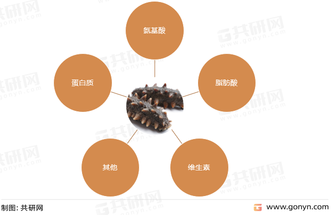海参的营养成分