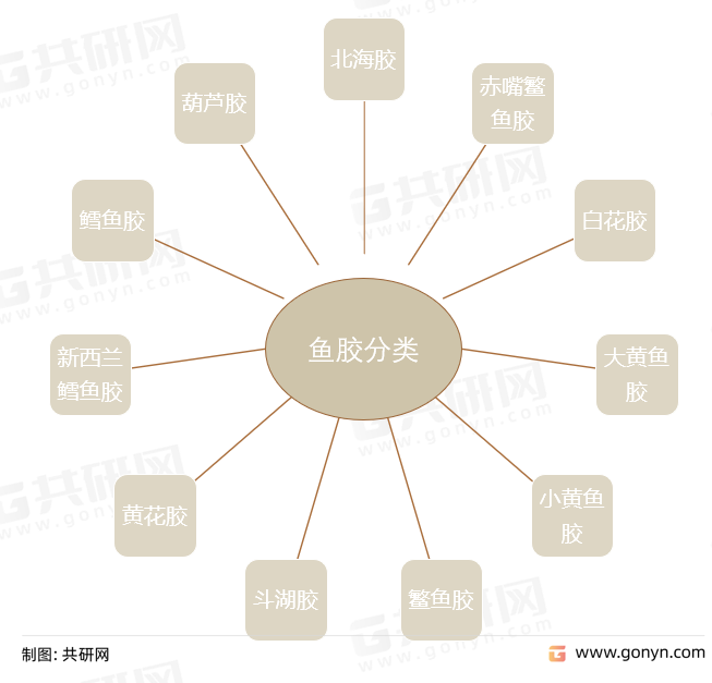 常见的鱼胶分类