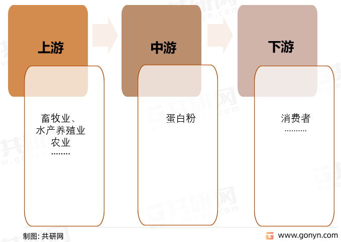 中国蛋白粉产业链
