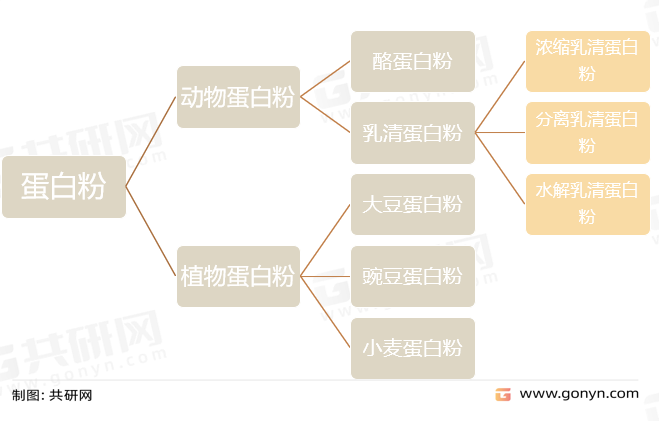 蛋白粉的分类（按来源不同）