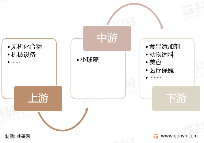 小球藻产业链