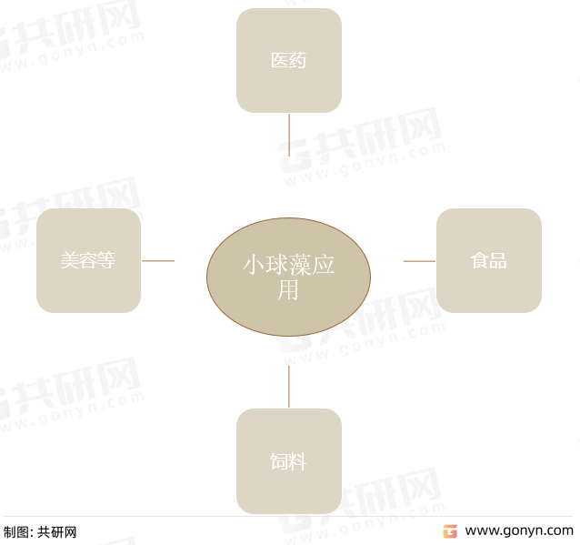 小球藻应用领域