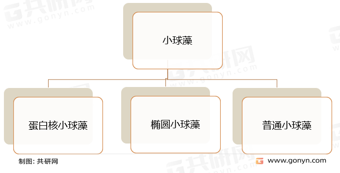 小球藻种类