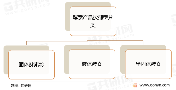 酵素是一种由氨基酸组成的具有特殊生物活性的物质，它存在于所有活的动植物体内，是维持机体正常功能及消化食物、修复组织等生命活动的一种必需物质。酵素可以促进机体排便，有助于建立肠道菌群的平衡，其含有维生素、氨基酸、β-胡萝卜素、功能性低聚糖等成分，有助于营养吸收，是健康产业的产物。酵素产品按剂型可分为：固体酵素粉、液体酵素及半固体酵素。