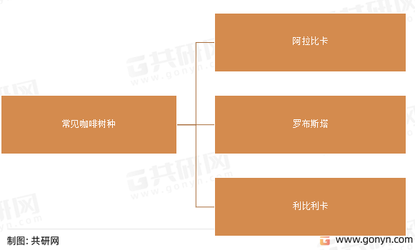常见咖啡树种