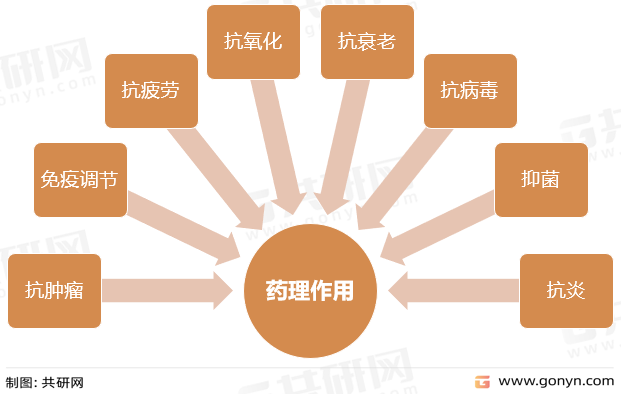 药理作用