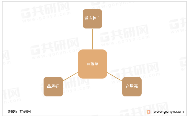 苜蓿草的特点