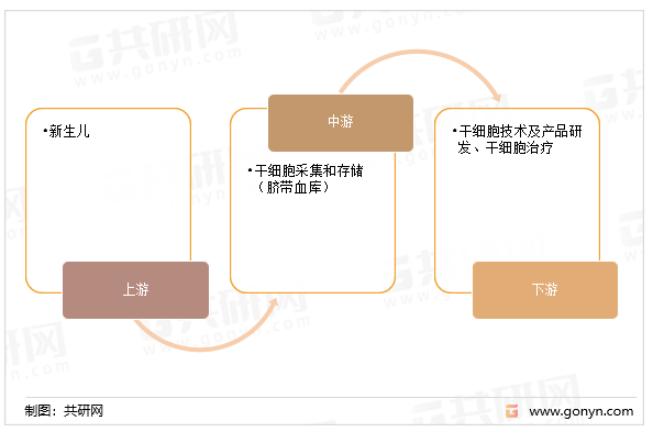 脐带血库产业链