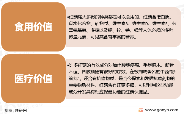 红椎菌主要价值