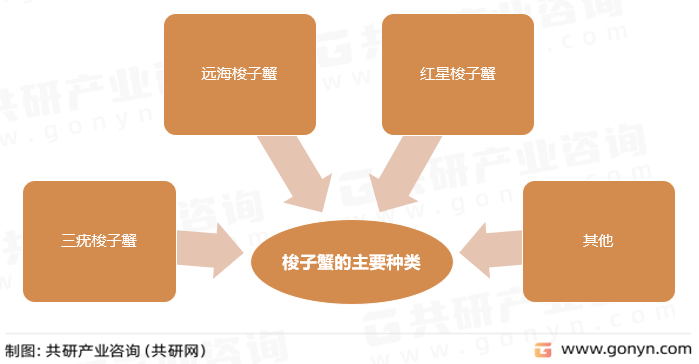 梭子蟹的主要种类