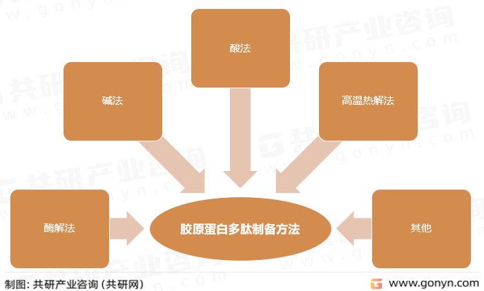 胶原蛋白多肽制备方法