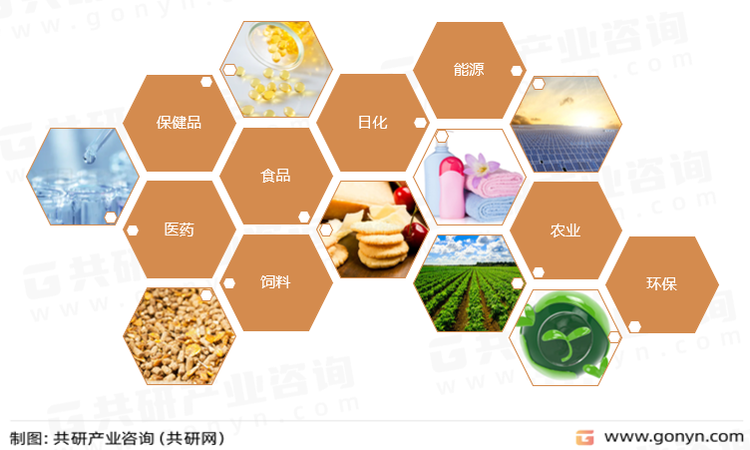 微藻主要应用领域