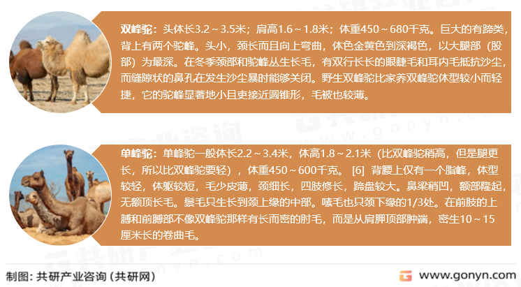 骆驼分类