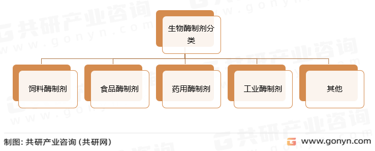生物酶制剂分类