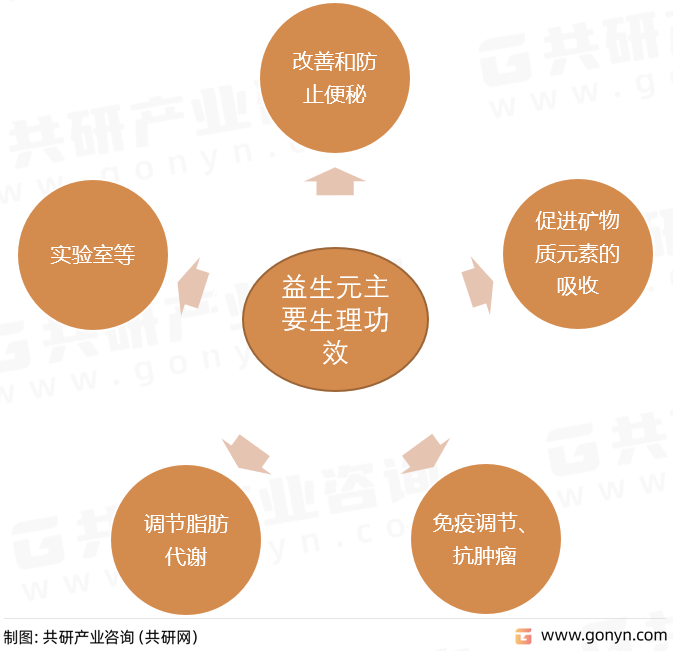 益生元主要生理功效