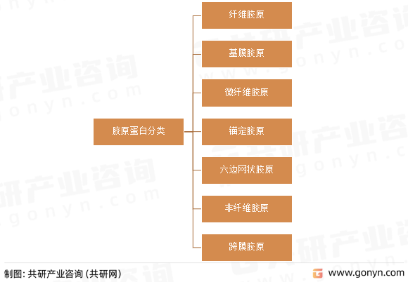 胶原蛋白分类