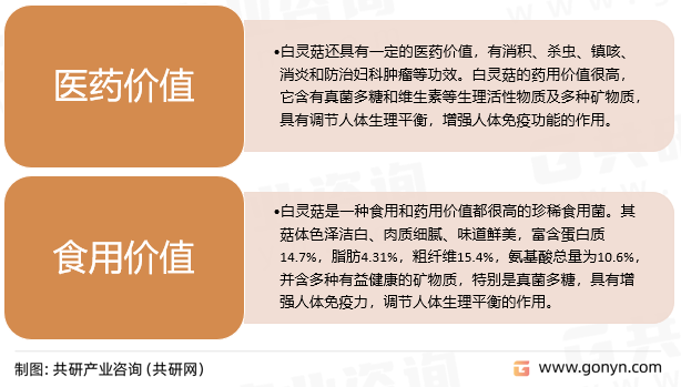 白灵菇营养价值