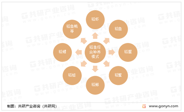 稻渔综合种养模式