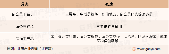 蒲公英主要产品分类