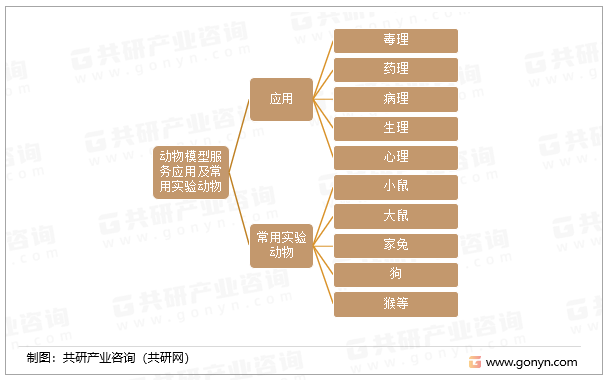 动物模型服务应用及常用实验动物