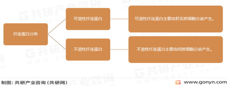 纤连蛋白分类