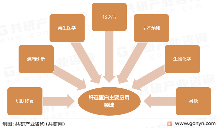 纤连蛋白主要应用领域