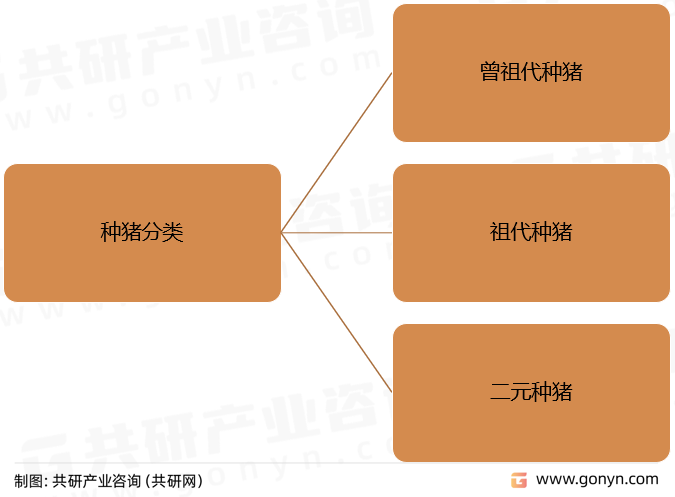 种猪分类