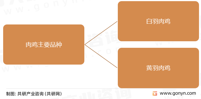 肉鸡主要品种