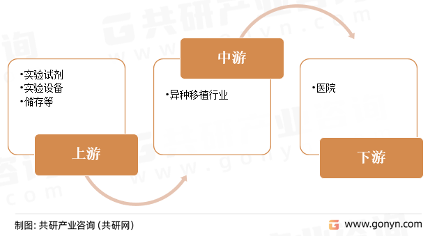 异种移植产业链