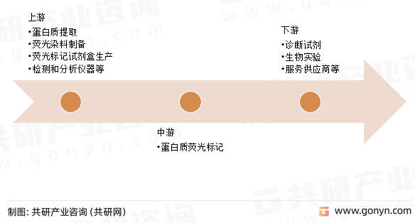蛋白质荧光标记产业链