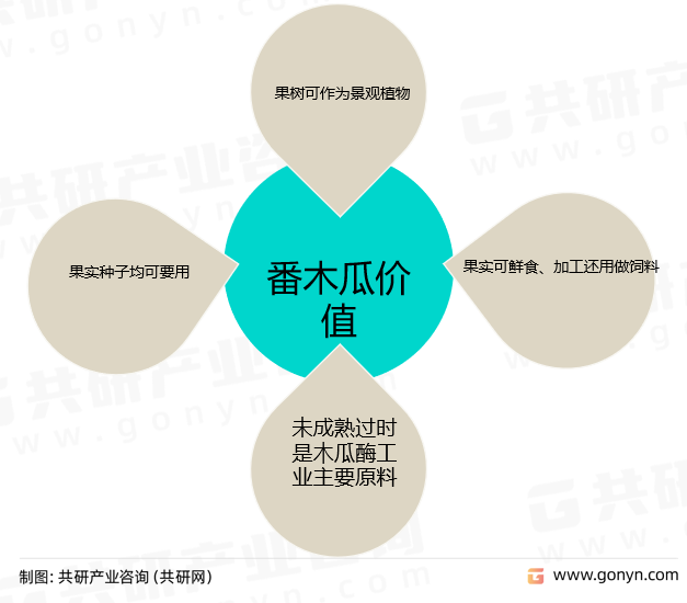 番木瓜经济价值