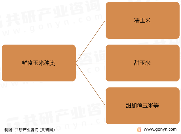 鲜食玉米种类