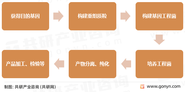 基因工程药物生产基本过程