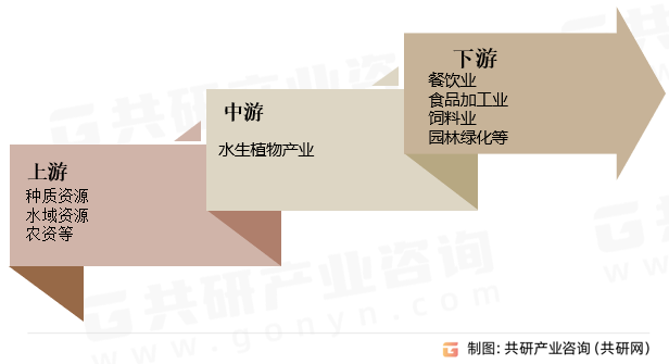 水生植物行业产业链