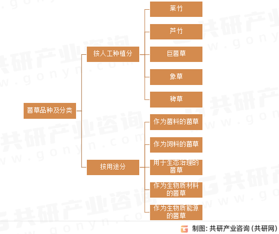 菌草品种及分类