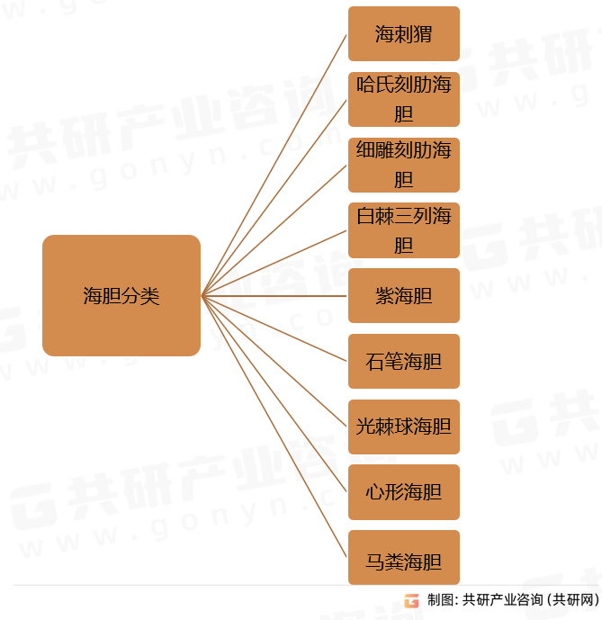 海胆分类