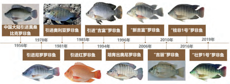 罗非鱼养殖历程