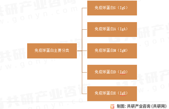 免疫球蛋白主要分类