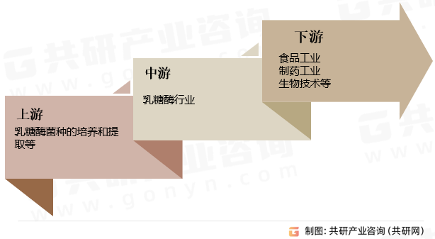 乳糖酶行业产业链