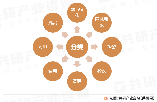 盆栽植物类花卉应用领域