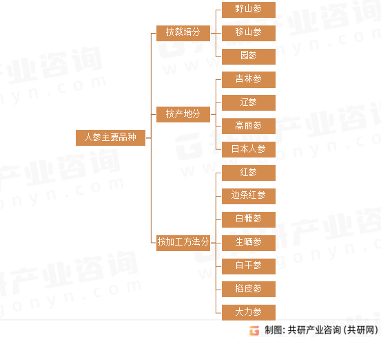 人参主要品种
