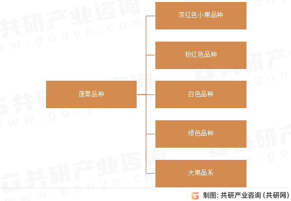 莲雾品种