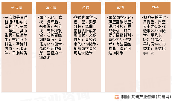 双孢蘑菇形态特征