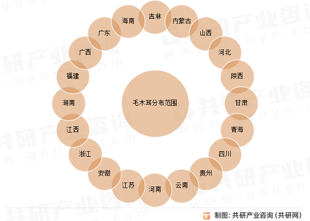 毛木耳分布范围